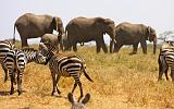 TANZANIA - Serengeti National Park - 058